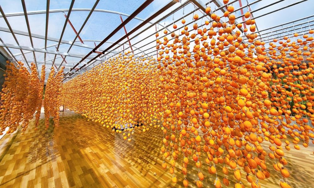 da-lat-in-december-cloud-hunting-sunflowers-festivals